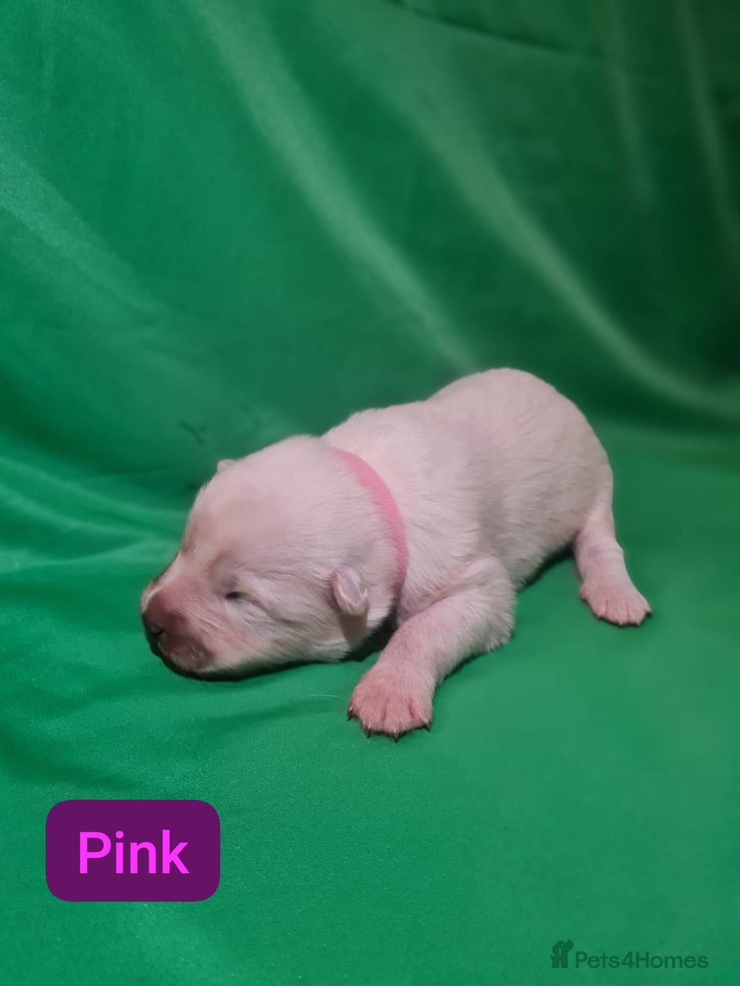 Samoyed dogs for sale: 🐾 Exceptional Pedigree Samoyed Puppies  🐾 - Image 17