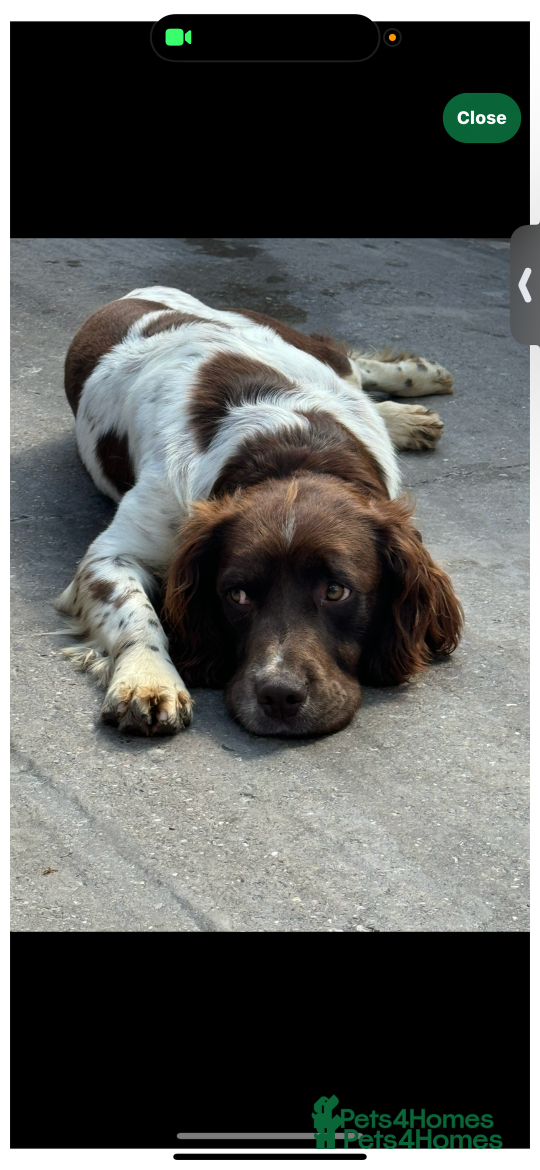 English Springer Spaniel dogs for sale: Pedigree Springer Spaniel Pups.  - Image 6
