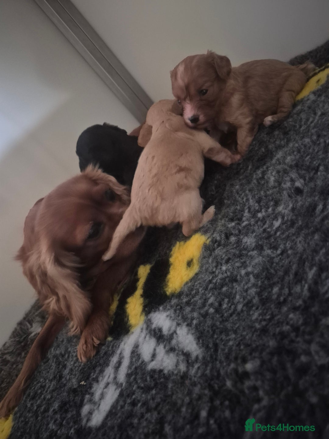 Cavapoo dogs for sale: Cavapoo babies - ready end nov - Image 15