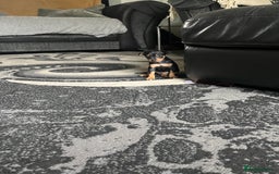 Miniature Pinscher dogs for sale: KC Miniature Pinscher puppies - Image 10