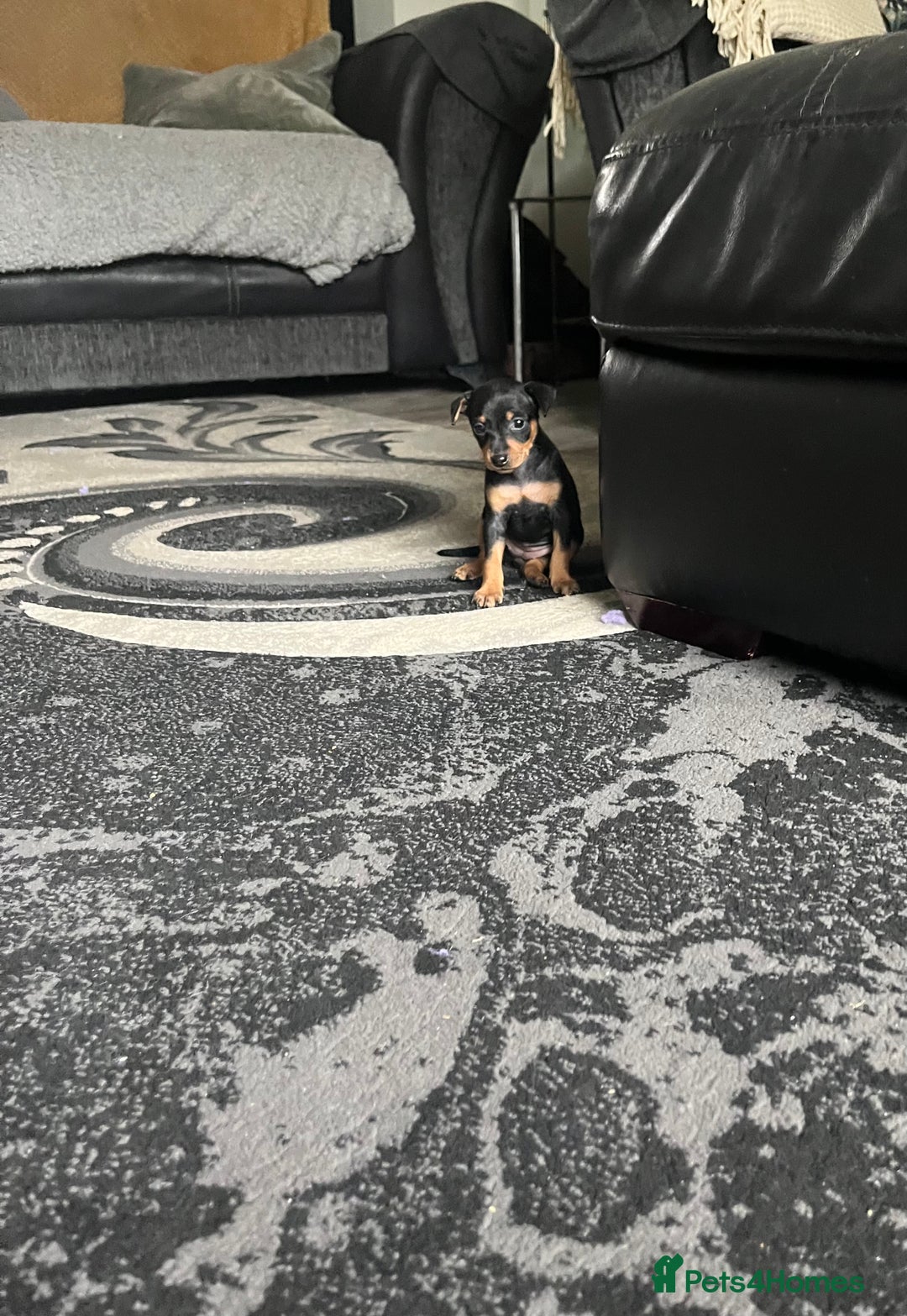 Miniature Pinscher dogs for sale: KC Miniature Pinscher puppies - Image 10