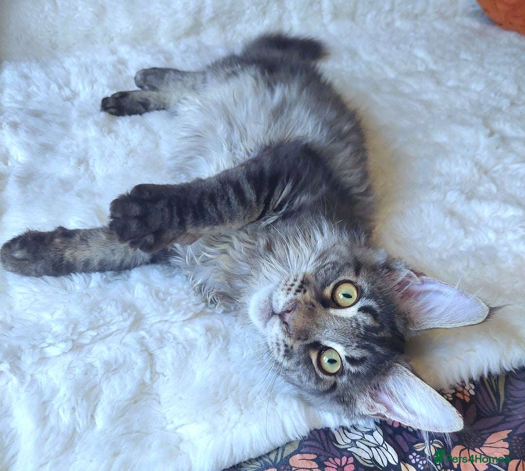 Maine Coon cats for sale: Big outstanding Russian lines with many champions  - Image 13