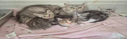 Maine Coon cats for sale: Half maincoone kittens - Advert 1
