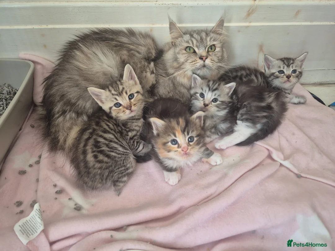 Maine Coon cats for sale: Half maincoone kittens - Advert 1