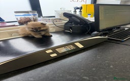 Pomeranian dogs for sale: ✨🐶SPECIAL SMALL SKY🩵BLUE 👀 POMS🐶✨ - Image 27