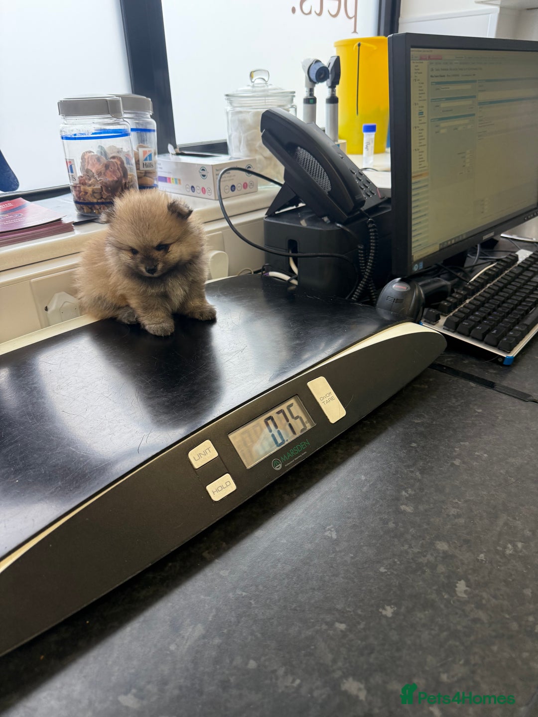 Pomeranian dogs for sale: ✨🐶SPECIAL SMALL SKY🩵BLUE 👀 POMS🐶✨ - Image 27