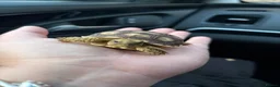 Tortoise reptiles for sale: Derek and Dave  in Ashford - Advert 6