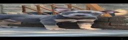 American Bully dogs for sale: American Bully Puppies - Advert 6