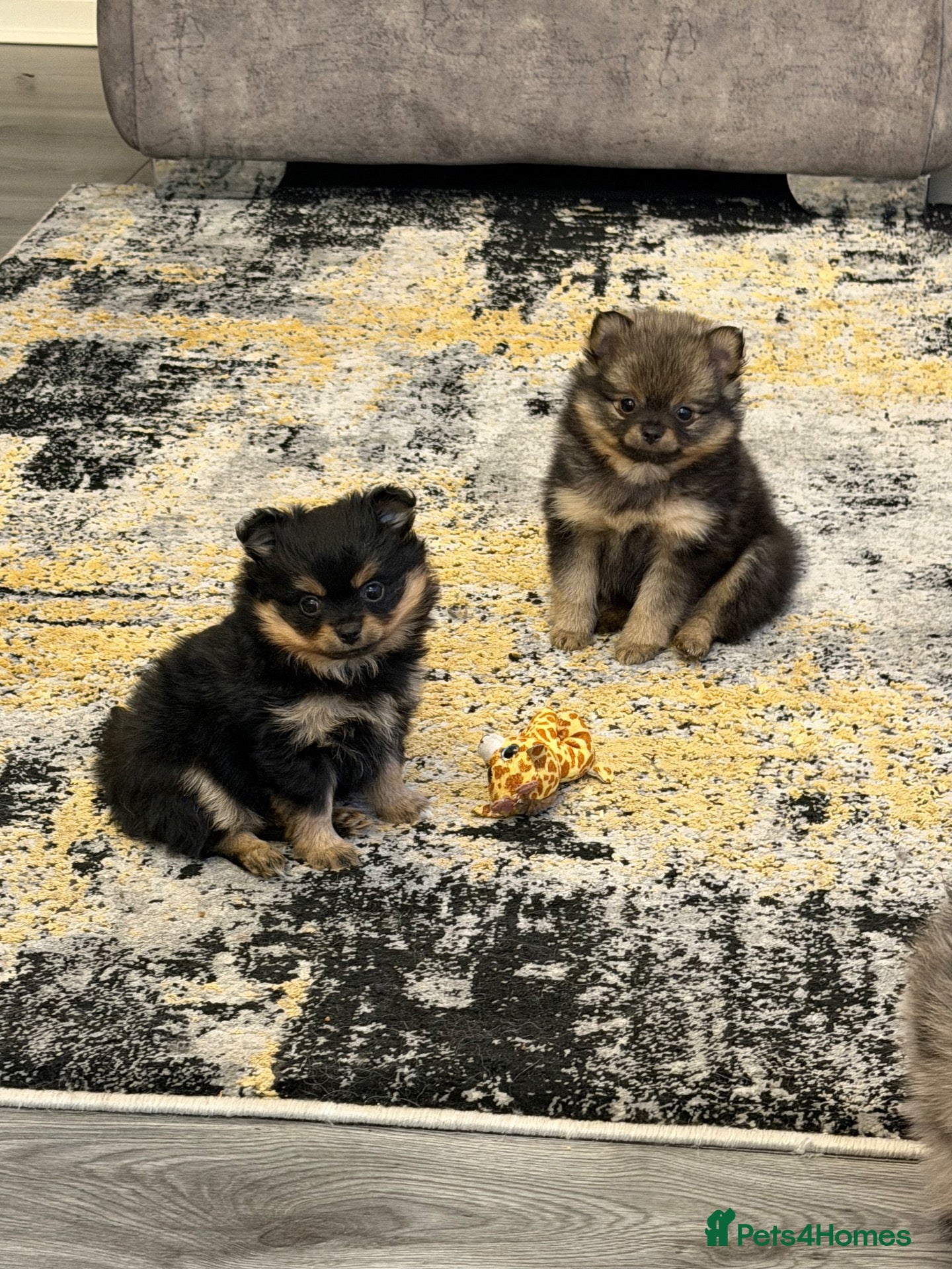 Pomchi dogs 3/4 poms  - Advert 4