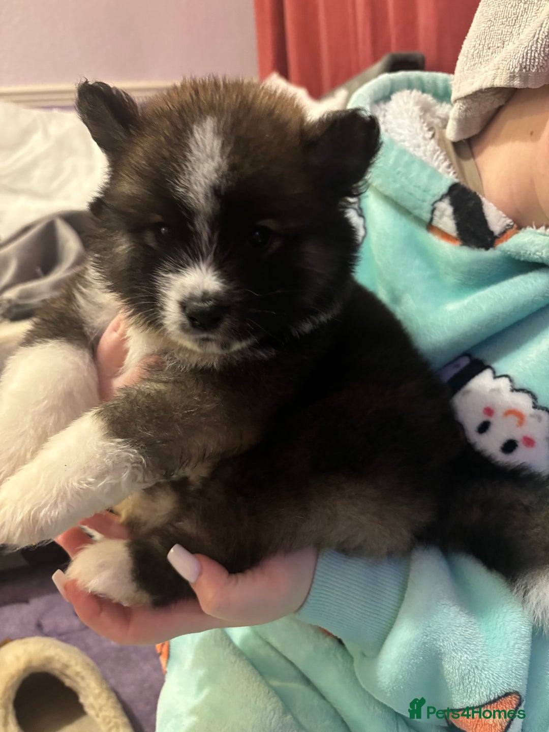 Akita dogs for sale: japanese cross american akitas  - Image 3
