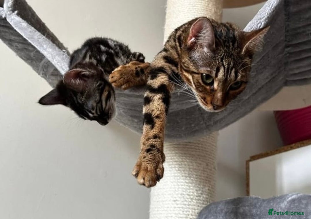 Bengal cats for sale: Well socialised kittens & retired breeding females - Advert 27