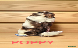 Shih Tzu dogs for sale: 💕🐶💕 STUNNING SHIH TZU 💕🐶💕 - Image 33