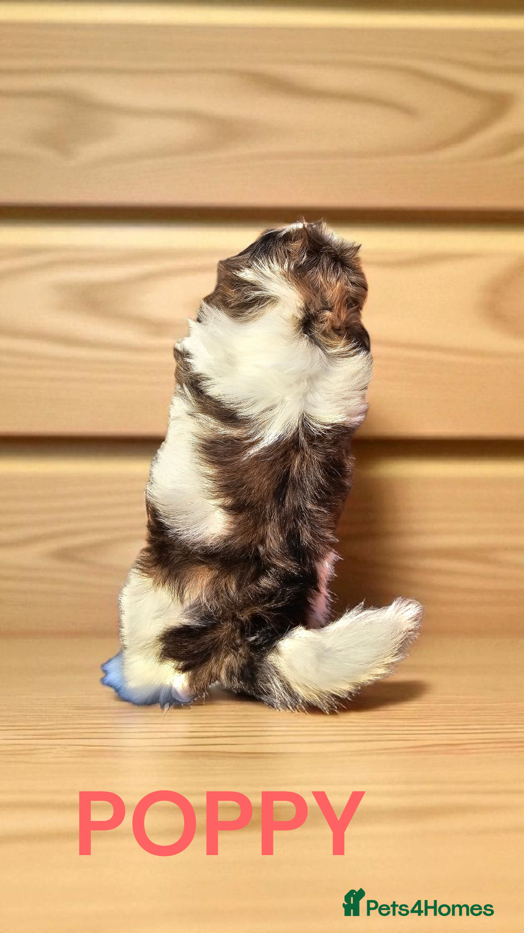 Shih Tzu dogs for sale: 💕🐶💕 STUNNING SHIH TZU 💕🐶💕 - Image 33