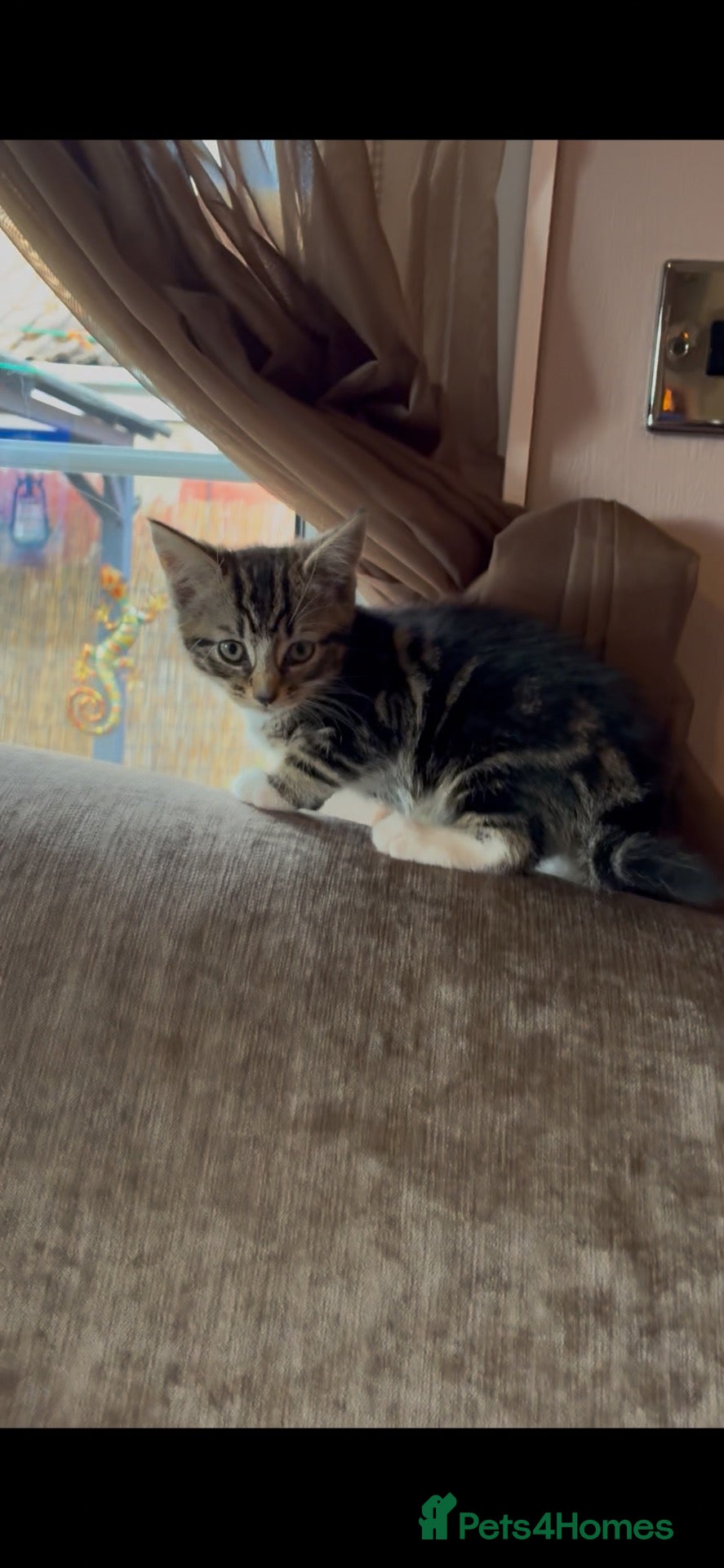 Mixed Breed cats READY NOW Beautiful little kittens  - Advert 7