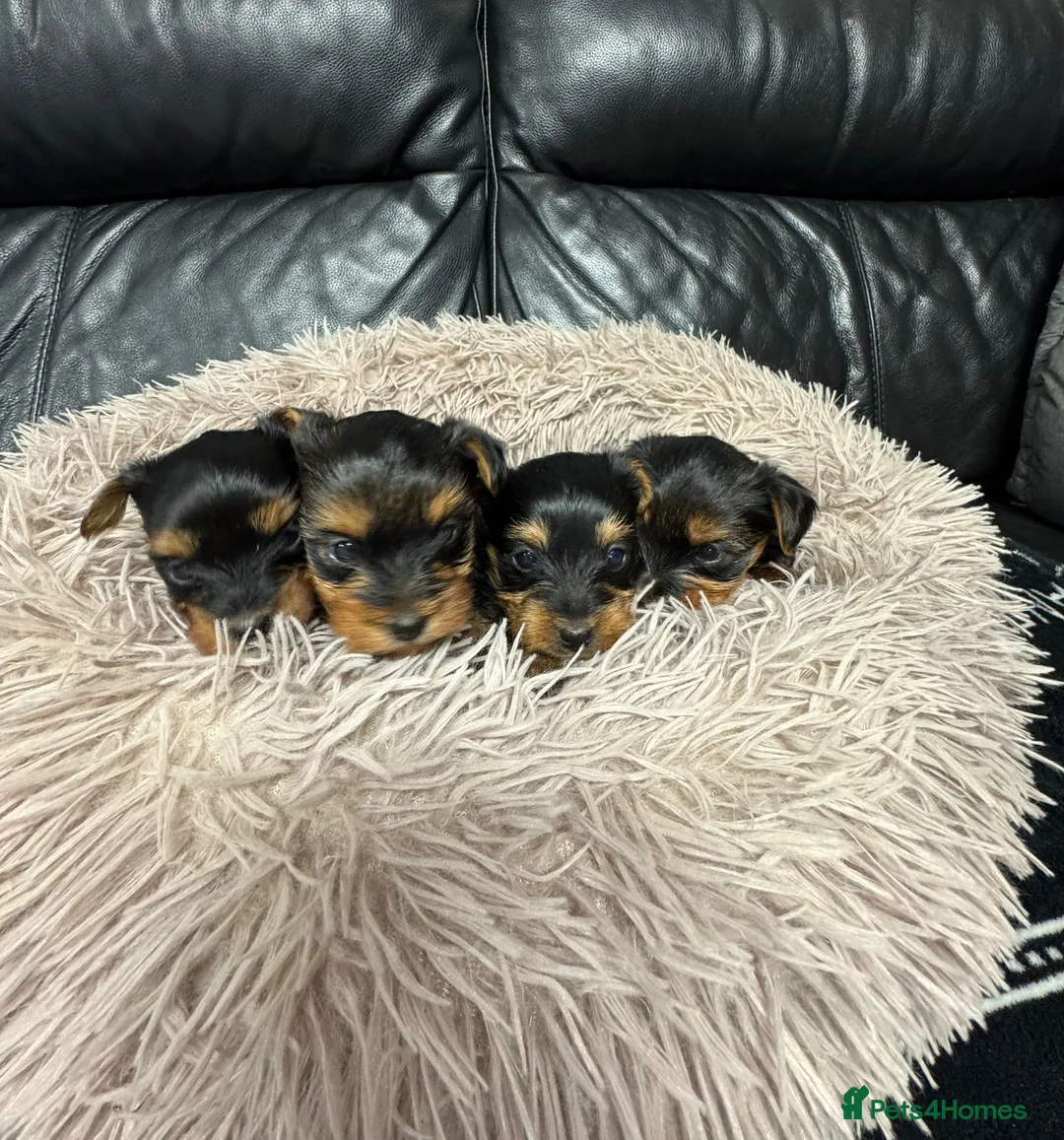 Yorkshire Terrier dogs for sale: Yorkshire terrier  - Advert 1