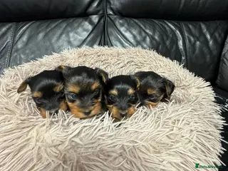 Yorkshire Terrier dogs Yorkshire terrier - Advert 4