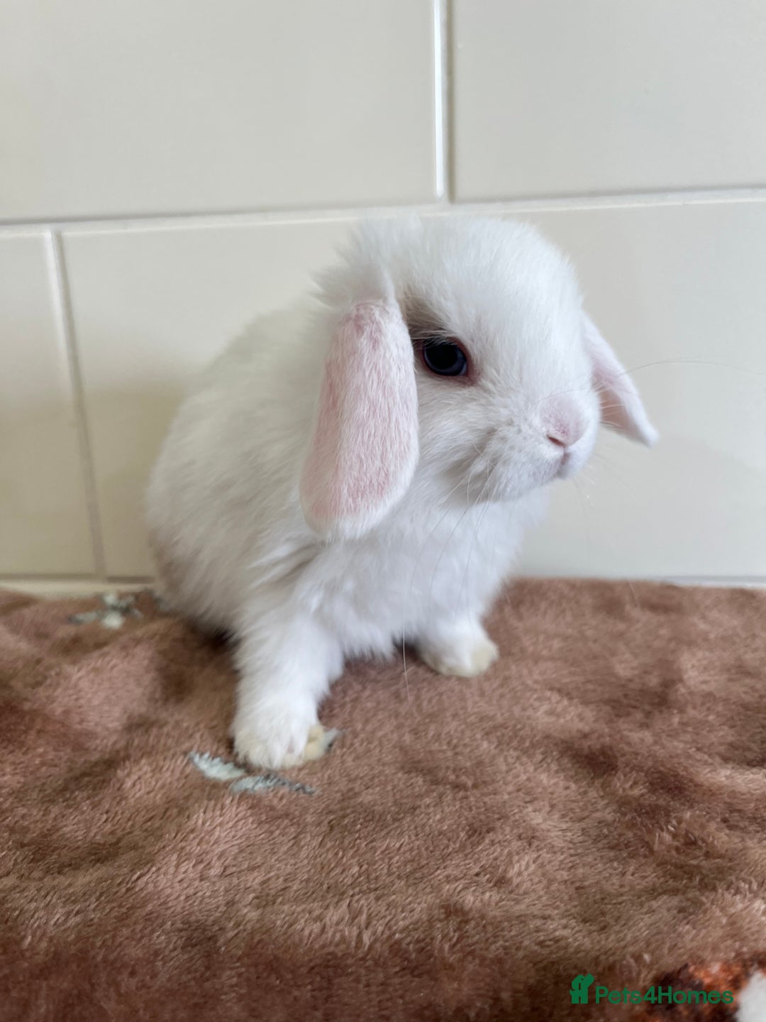Mini Lop rabbits for sale: Beautiful friendly litter of mini lops for sale  - Image 7