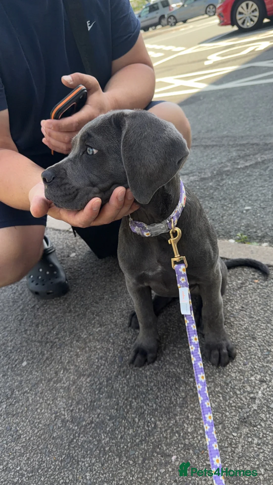Cane Corso dogs for sale: BEAUTIFUL CANE CORSO PUPPY - Advert 2