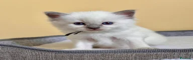 Ragdoll Kitten 3