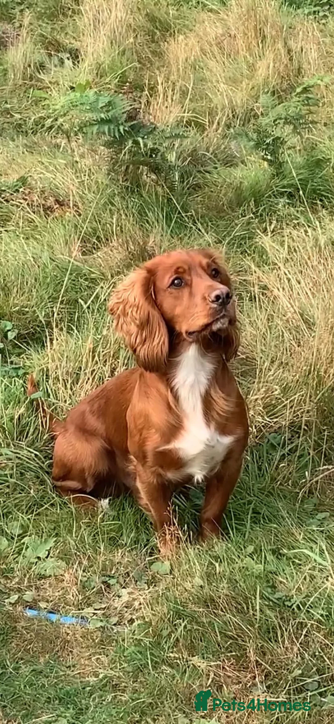 Cocker Spaniel dogs for sale: Working Cocker Spaniel - Advert 10