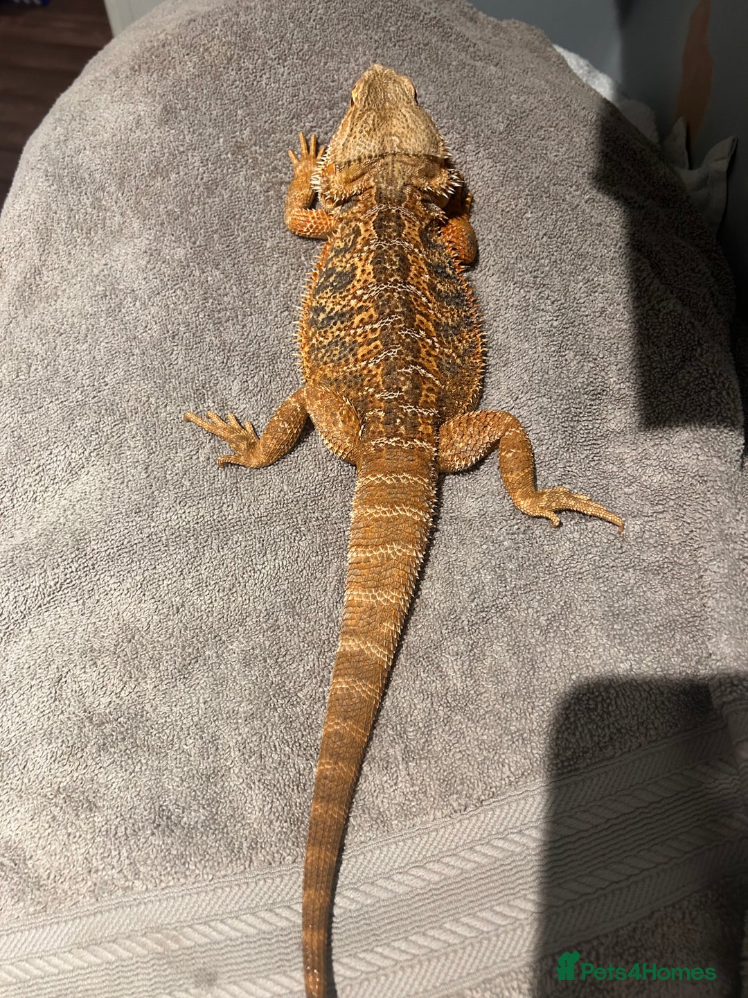 Bearded Dragon reptiles for sale: Blue Bar Breaded Dragon with Vivarium - Advert 4