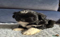Lhasa Apso dogs for sale: Lhasa Apso Puppies – Tiny Tails, Big Hearts! - Image 30