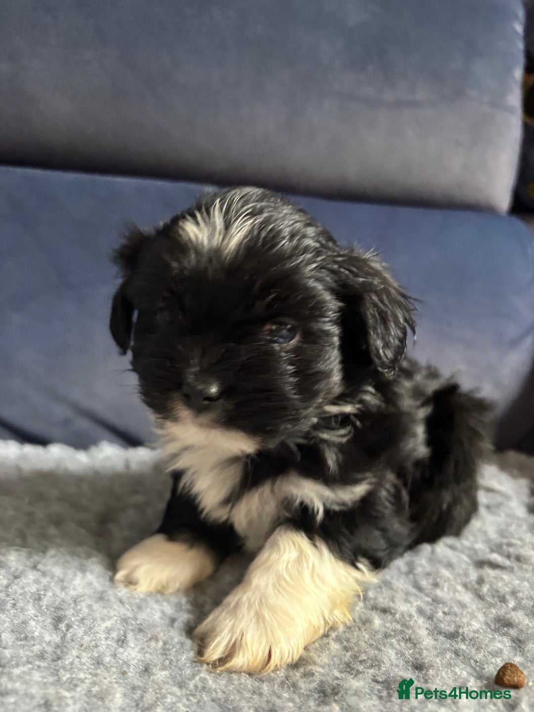 Lhasa Apso dogs for sale: Lhasa Apso Puppies – Tiny Tails, Big Hearts! - Image 30