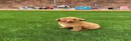 Cavapoo dogs for sale: F1 b Cavapoo  in Doncaster - Advert 4