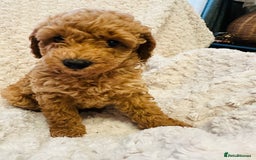 Toy Poodle dogs for sale: 🤎Toy poodles🤎 - Image 6