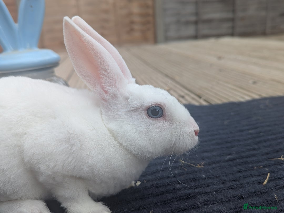 Rex rabbits for sale: Mini rex rabbit for sale - Image 27