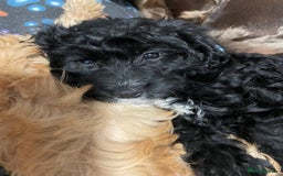 Cavapoo dogs for sale: Cavapoo puppies  - Image 29