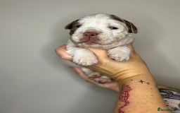 Olde English Bulldogge dogs for sale: The BEST visual fluffy oebs available ⭐️  - Image 6