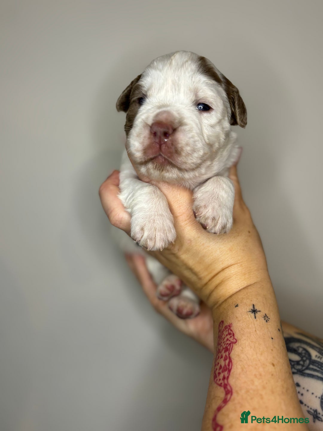 Olde English Bulldogge dogs for sale: The BEST visual fluffy oebs available ⭐️  - Image 6