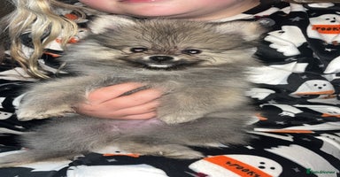Pomeranian dogs - Advert 3