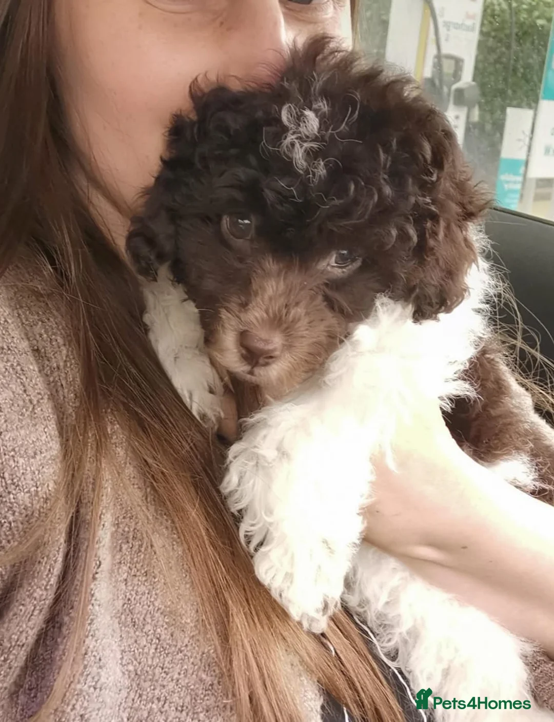 Miniature Poodle dogs for stud: Chocolate Parti Poodle. Toy/Small Miniature stud in Pershore - Advert 3