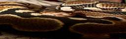 Python Snake reptiles for sale: Ball Python: young/baby  - Advert 7