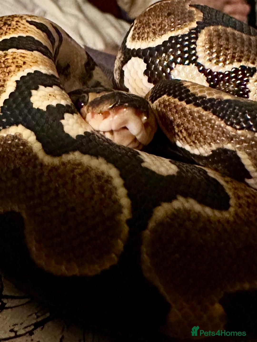 Python Snake reptiles for sale: Ball Python: young/baby  - Advert 7