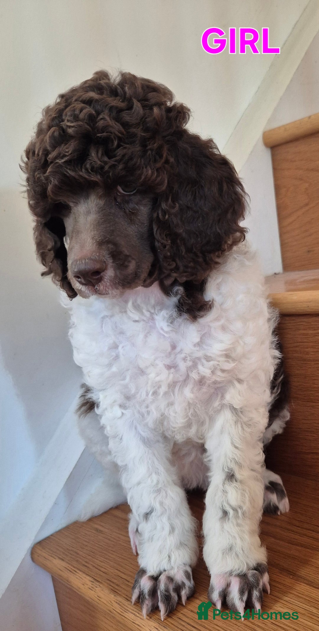 Standard Poodle dogs for sale: KC Reg Chocolate parti Standard Poodle puppies - Image 4