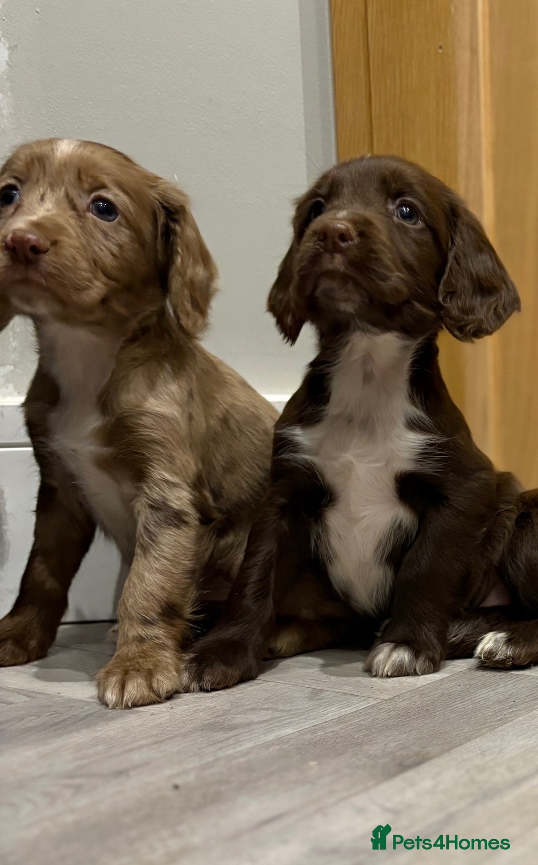 Cocker Spaniel dogs for sale: 🐶 KC Registered Cocker Spaniel Pups 🐶  - Advert 13