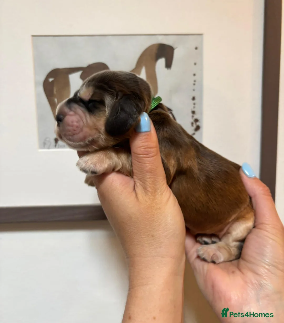 Cocker Spaniel dogs for sale: Outstanding health tested KC show cocker puppies - Advert 1