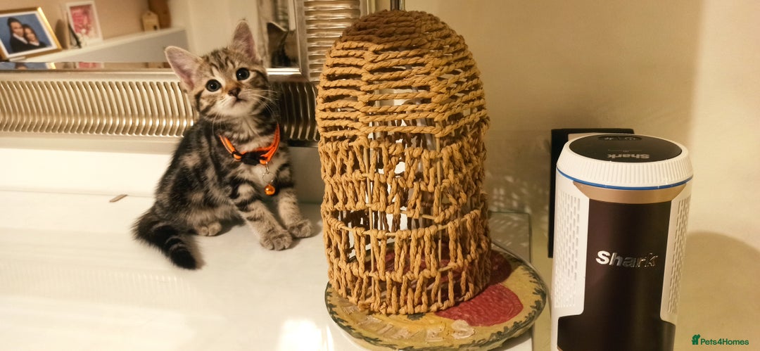 Mixed Breed cats for sale: Adorable kittens in London(SE18)😻❤️😻 - Advert 5