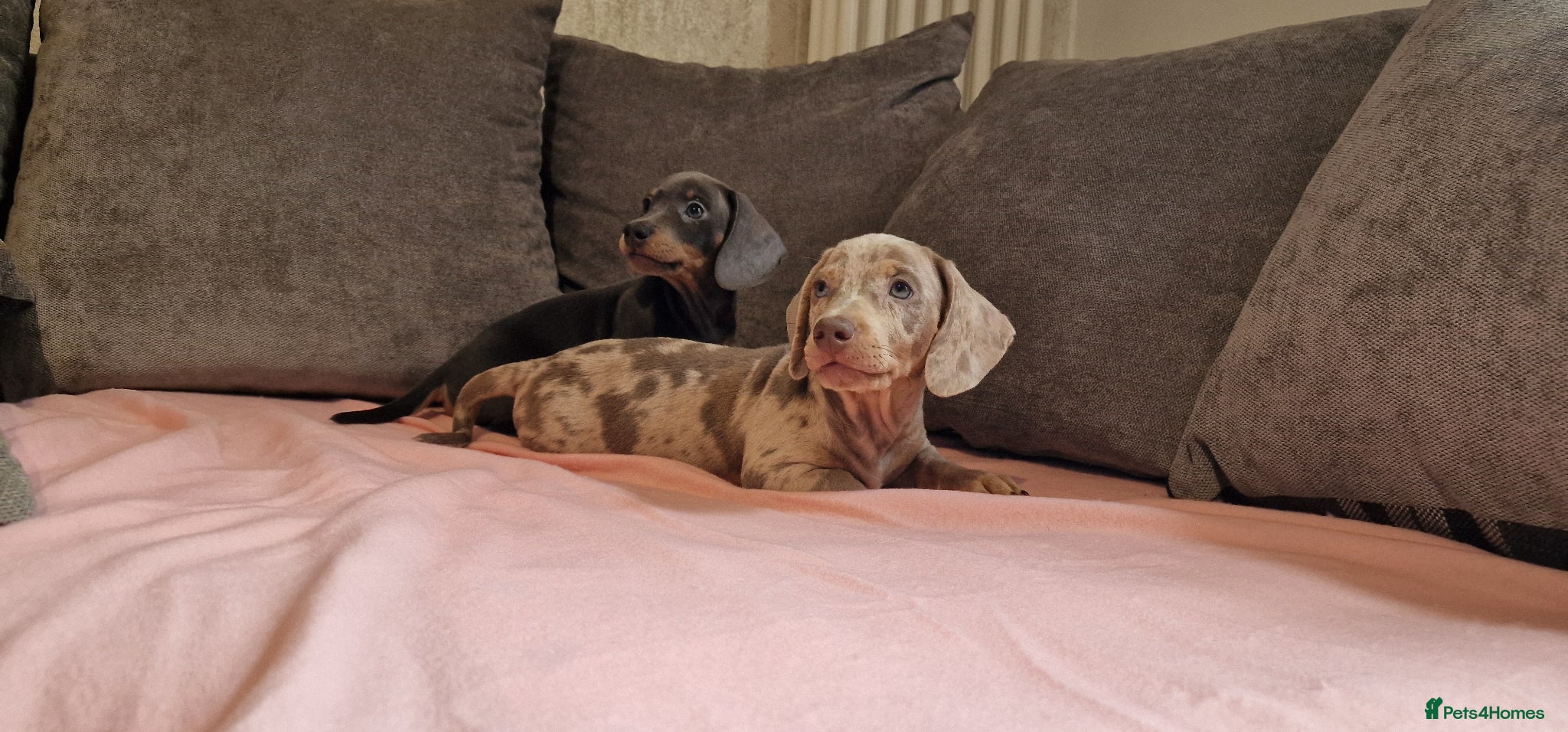 Miniature Dachshund dogs Ready to Leave  2 male 1 female - Advert 12