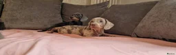 Miniature Dachshund dogs for sale: Ready to Leave  2 male 1 female in Bradford - Advert 1