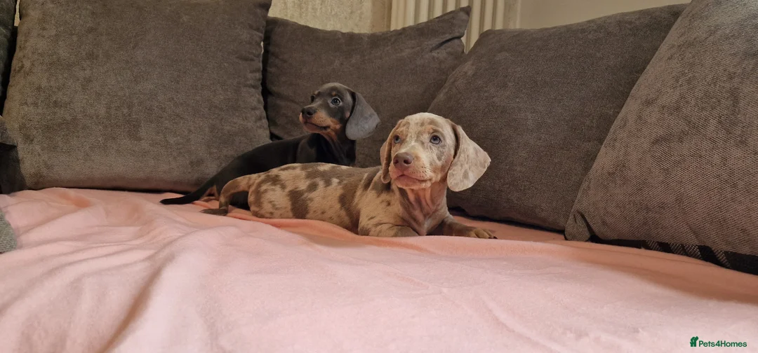 Miniature Dachshund dogs for sale: Ready to Leave  2 male 1 female in Bradford - Advert 1