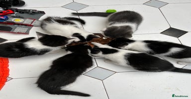 Domestic Shorthair cats - Advert 8
