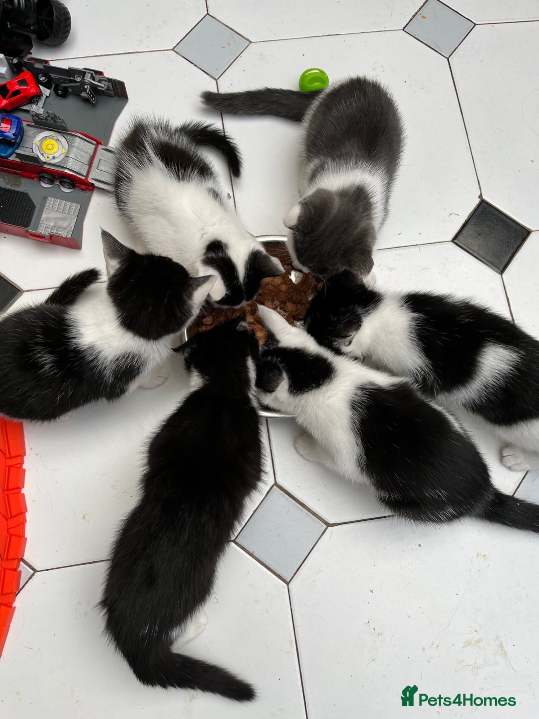 Domestic Shorthair cats for sale: 5 kittens available now  - Image 2