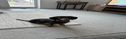 Dachshund dogs for sale: Rehome  - Advert 5