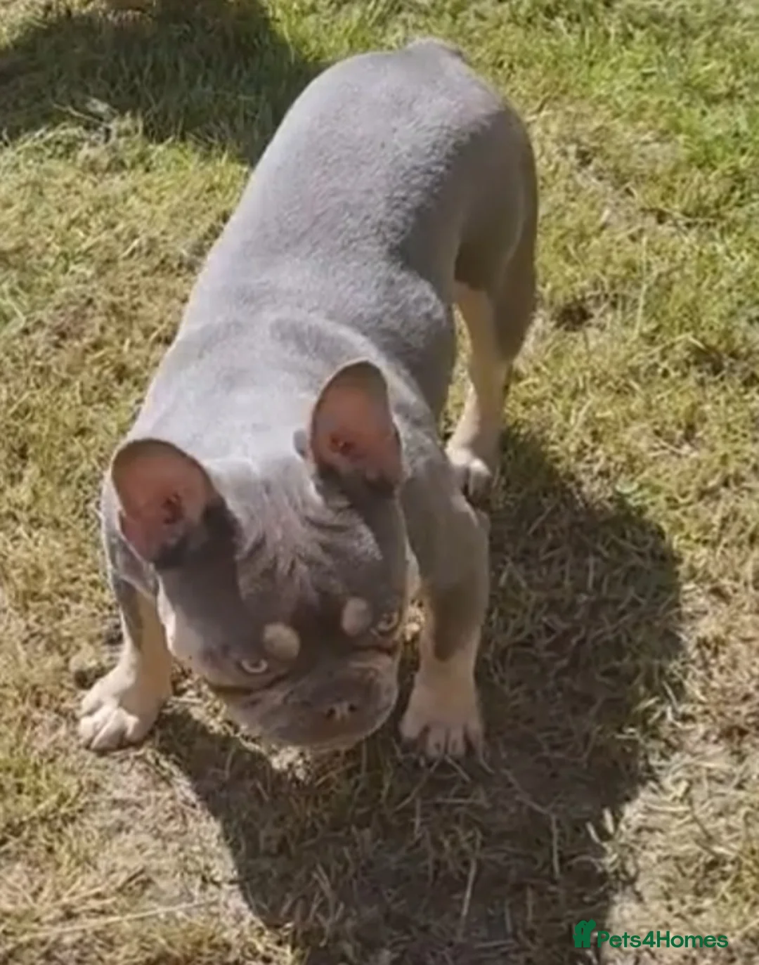 French Bulldog dogs for stud: Top Quality Stud RAMSGATE 🎯🎯 KC registered💣💣  in Ramsgate - Advert 22