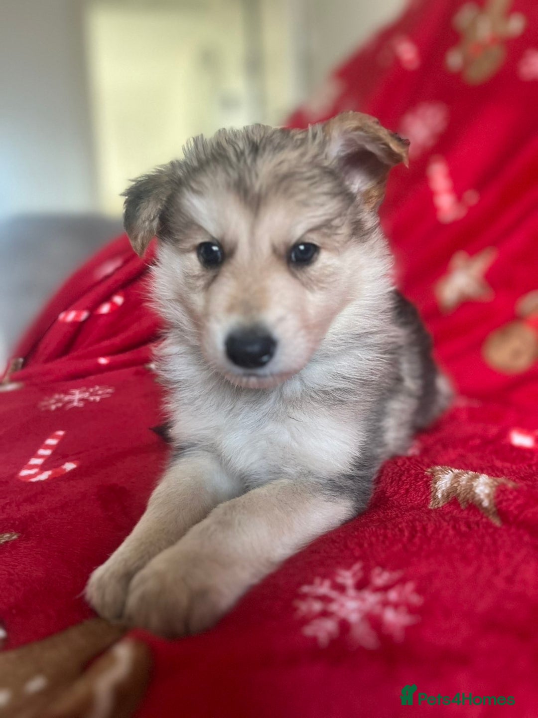 German Shepherd dogs for sale: German shepherd puppies  - Advert 8