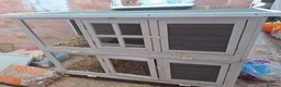 Mini Lop rabbits for sale: 2 male mini lop rabbits!!! - Advert 3